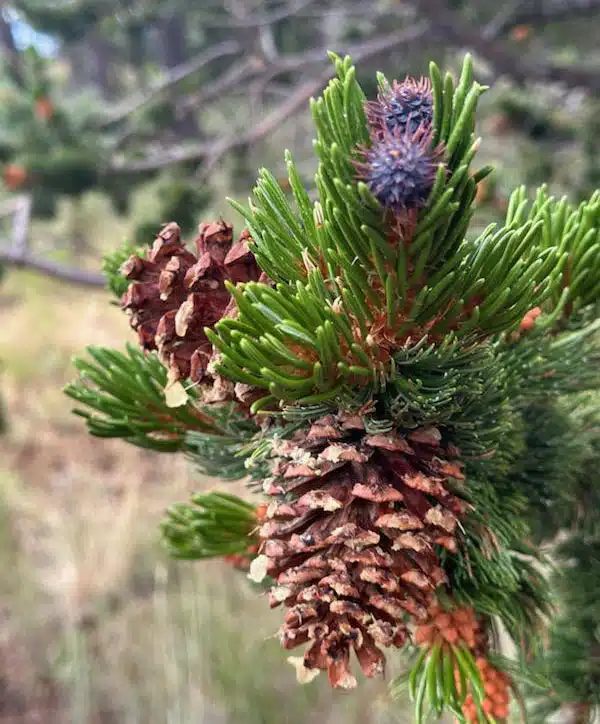 What Sets Us Apart — Rocky Mountain Ecology