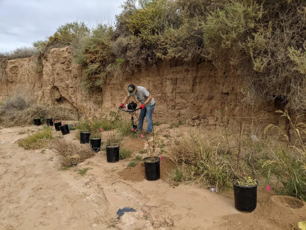 Willow planting for riparian habitat restoration